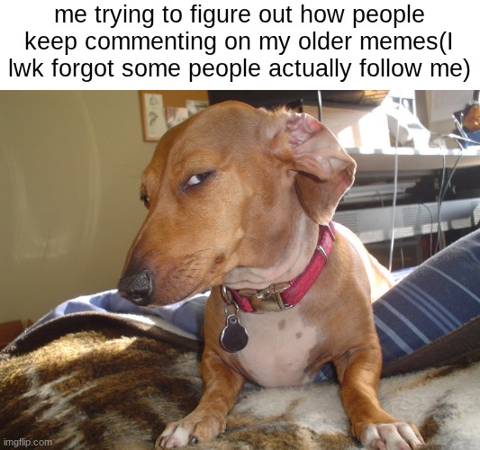 Suspicious Dog | me trying to figure out how people keep commenting on my older memes(I lwk forgot some people actually follow me) | image tagged in suspicious dog | made w/ Imgflip meme maker