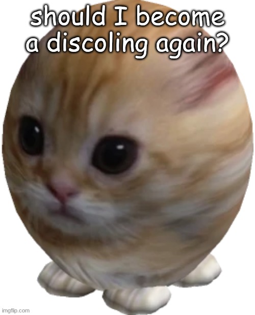 egg gatito | should I become a discoling again? | image tagged in egg gatito | made w/ Imgflip meme maker