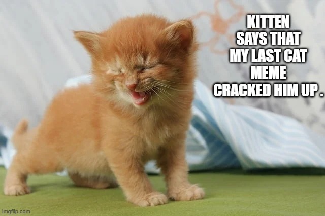 This kitten cracked up at my last cat meme.   - funny - | KITTEN SAYS THAT MY LAST CAT MEME CRACKED HIM UP . | image tagged in cats,funny,kittens,humor,laughing,play on words | made w/ Imgflip meme maker