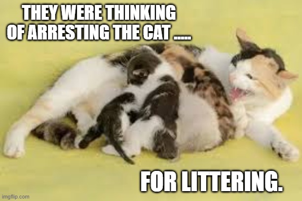 They were thinking of arresting the cat for littering.  - funny - | THEY WERE THINKING OF ARRESTING THE CAT ..... FOR LITTERING. | image tagged in cats,funny,kittens,humor,arrested,play on words | made w/ Imgflip meme maker