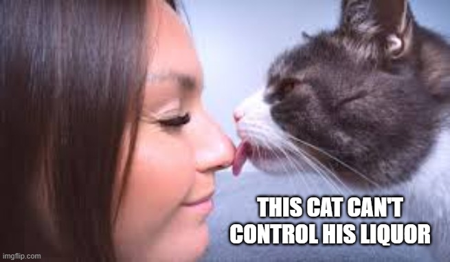 This cat can't control his liquor (licker).   - funny - | THIS CAT CAN'T CONTROL HIS LIQUOR | image tagged in funny,cats,kittens,humor,play on words,licking | made w/ Imgflip meme maker