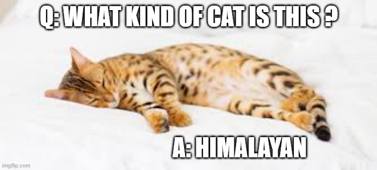 This breed of cats are called Himalayan.  - funny - | Q: WHAT KIND OF CAT IS THIS ? A: HIMALAYAN | image tagged in cats,funny,kittens,humor,play on words,lazy cat | made w/ Imgflip meme maker