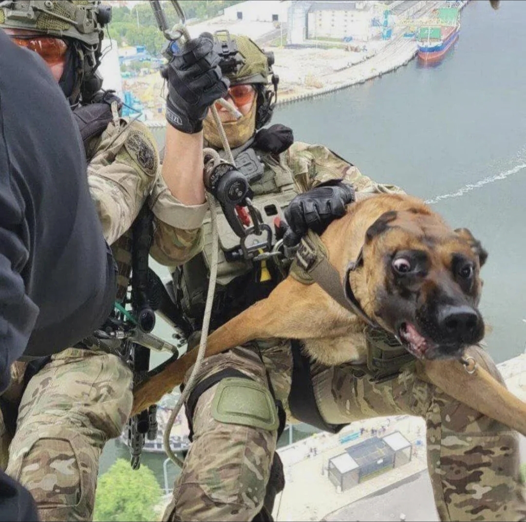 Polish service dog Blank Meme Template