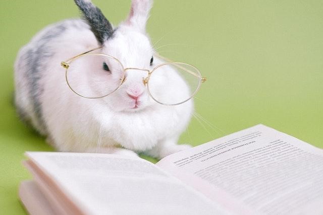 Smart rabbit Blank Meme Template