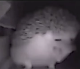 talking Blank Meme Template