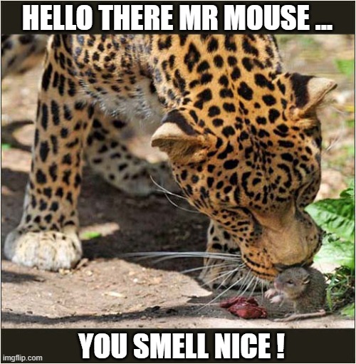 Look Away Now If You Don't Want To See The Results ! | HELLO THERE MR MOUSE ... YOU SMELL NICE ! | image tagged in cats,leopard,mouse,lunch | made w/ Imgflip meme maker