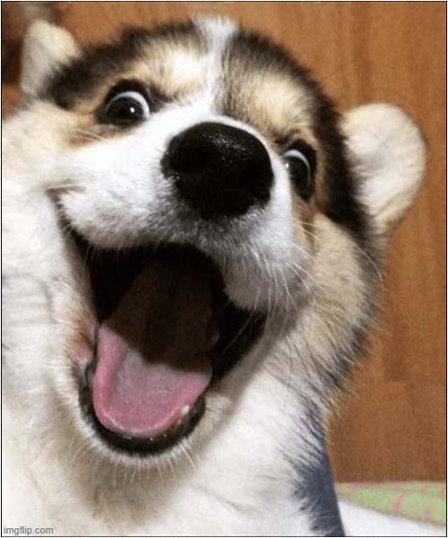 Hi There ! | image tagged in dogs,corgi,hi there | made w/ Imgflip meme maker