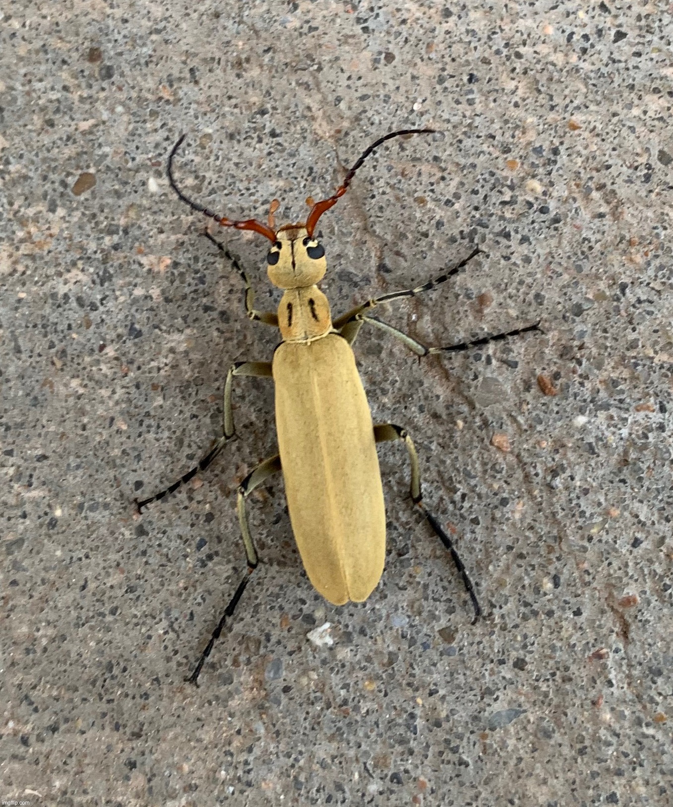 Blister beetle | made w/ Imgflip meme maker