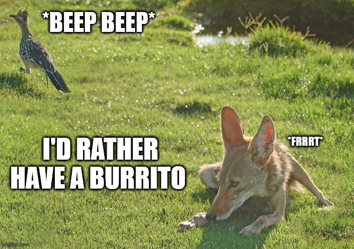 desert doggo needs | *BEEP BEEP*; I'D RATHER HAVE A BURRITO; *FRRRT* | image tagged in wile e coyote,coyote | made w/ Imgflip meme maker