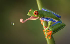 thirsty frog Blank Meme Template