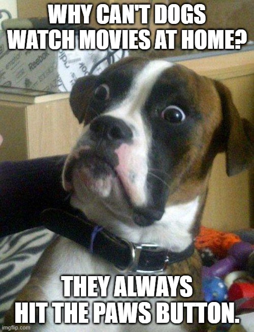 Daily Bad Dad Joke August 13, 2025 | WHY CAN'T DOGS WATCH MOVIES AT HOME? THEY ALWAYS HIT THE PAWS BUTTON. | image tagged in blankie the shocked dog | made w/ Imgflip meme maker