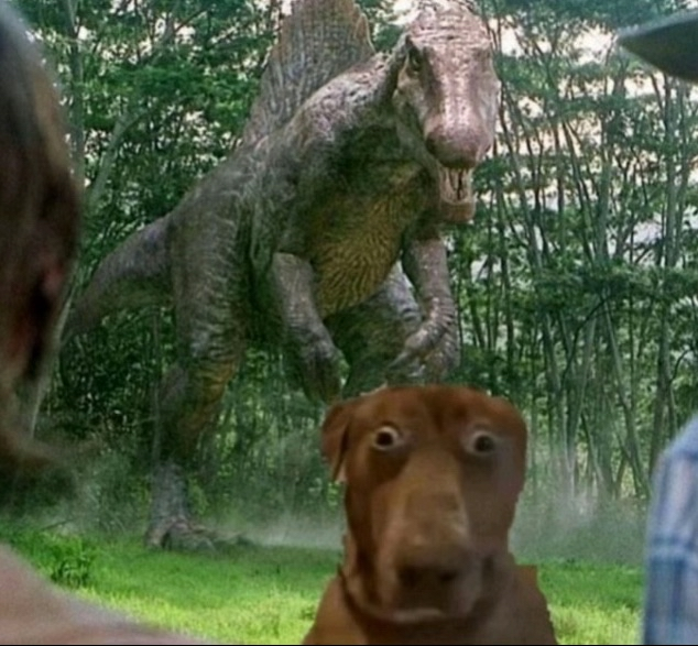 Scared dog Blank Meme Template