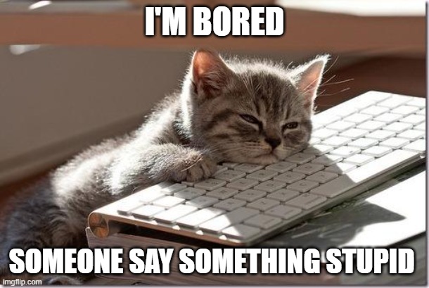 Bored Keyboard Cat | I'M BORED; SOMEONE SAY SOMETHING STUPID | image tagged in bored keyboard cat | made w/ Imgflip meme maker