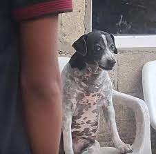 Perrito enojado Blank Meme Template