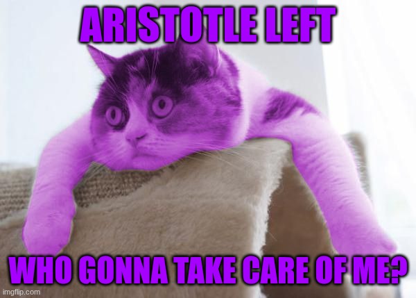 RayCat Stare | ARISTOTLE LEFT; WHO GONNA TAKE CARE OF ME? | image tagged in raycat stare | made w/ Imgflip meme maker