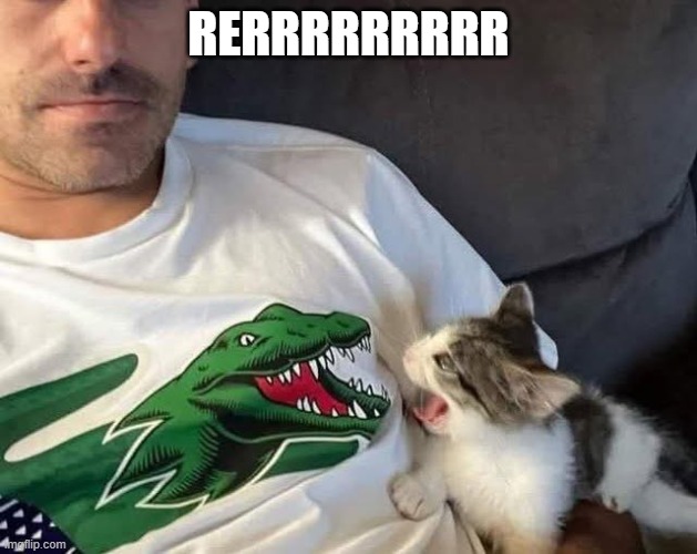 Roar! | RERRRRRRRRR | image tagged in cats | made w/ Imgflip meme maker