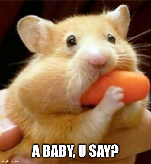 Hamster eats carrot mouthful | A BABY, U SAY? | image tagged in hamster eats carrot mouthful | made w/ Imgflip meme maker