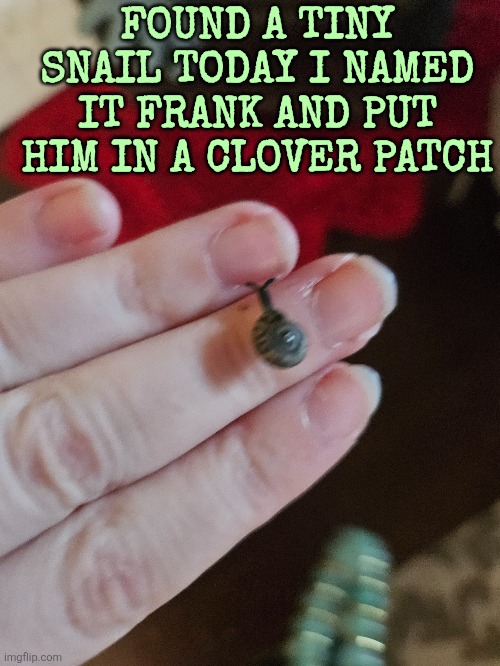 FOUND A TINY SNAIL TODAY I NAMED IT FRANK AND PUT HIM IN A CLOVER PATCH | made w/ Imgflip meme maker