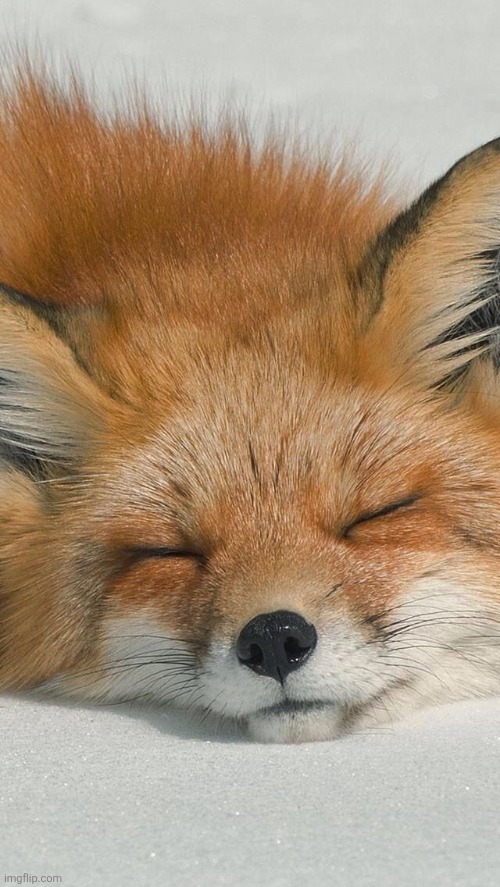 Best animal ever | made w/ Imgflip meme maker