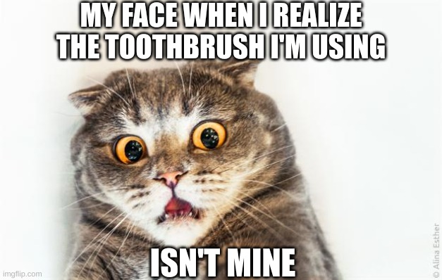 Terrifying Toothbrushes | MY FACE WHEN I REALIZE THE TOOTHBRUSH I'M USING; ISN'T MINE | image tagged in horrified cat | made w/ Imgflip meme maker