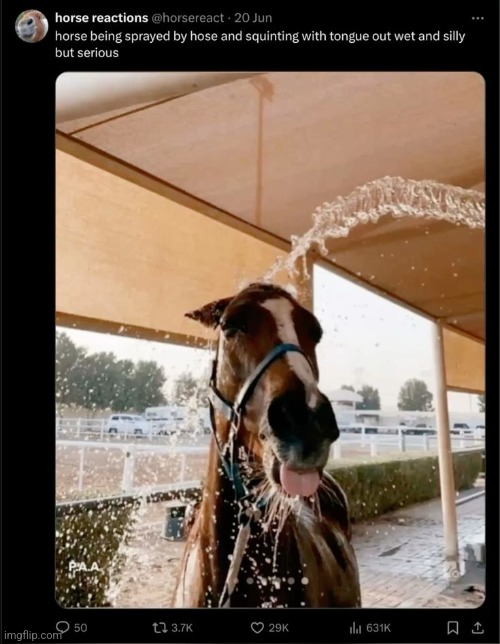 he's serious. | image tagged in horse | made w/ Imgflip meme maker