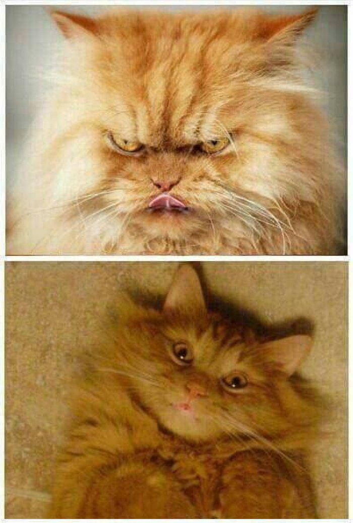 Before and After cat Blank Meme Template