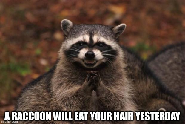 evil genius racoon | A RACCOON WILL EAT YOUR HAIR YESTERDAY | image tagged in evil genius racoon | made w/ Imgflip meme maker