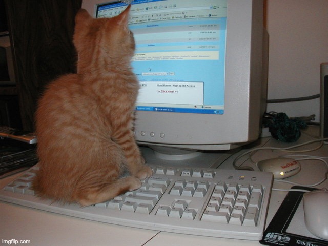cat sitting on keyboard | image tagged in cat sitting on keyboard | made w/ Imgflip meme maker