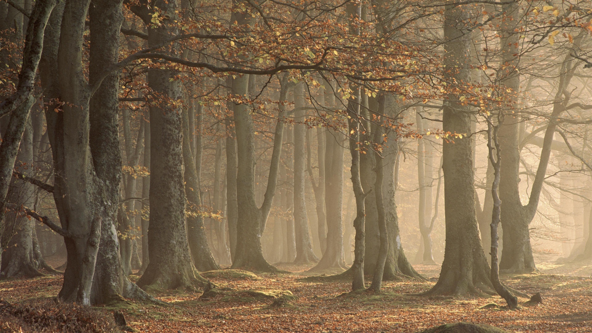 Forest wall Blank Meme Template