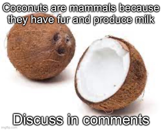Coconuts are mammals | Coconuts are mammals because they have fur and produce milk; Discuss in comments | image tagged in you just got coconut malled,coconut,mammal,milk,furry | made w/ Imgflip meme maker