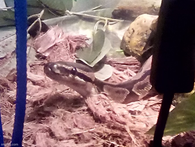 Hanging out at my mom's friends place rn, this is her pet snek :3 | made w/ Imgflip meme maker