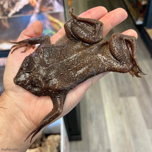 Flat | made w/ Imgflip meme maker