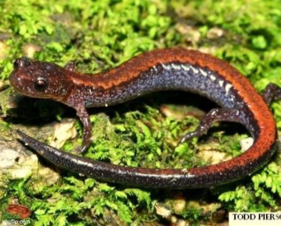I think salamanders are much cuter | made w/ Imgflip meme maker