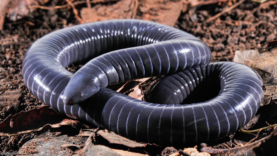 Or maybe some of you prefer caecilians | made w/ Imgflip meme maker