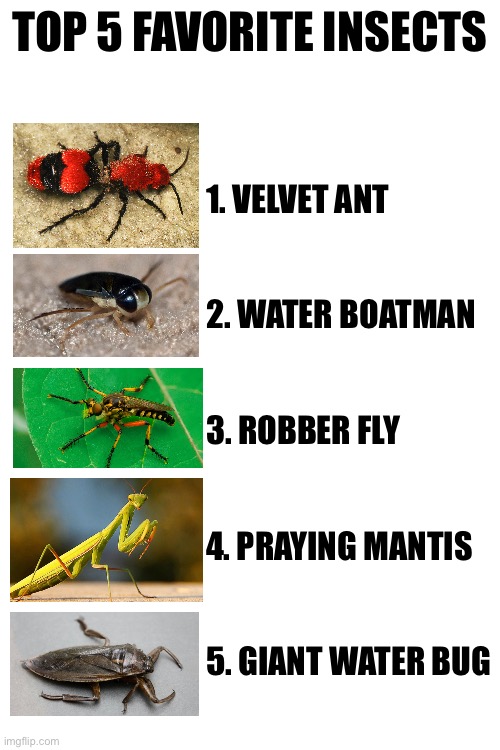 TOP 5 FAVORITE INSECTS; 1. VELVET ANT
 
 
2. WATER BOATMAN
 
 
3. ROBBER FLY
 
 
4. PRAYING MANTIS
 
 
5. GIANT WATER BUG | made w/ Imgflip meme maker