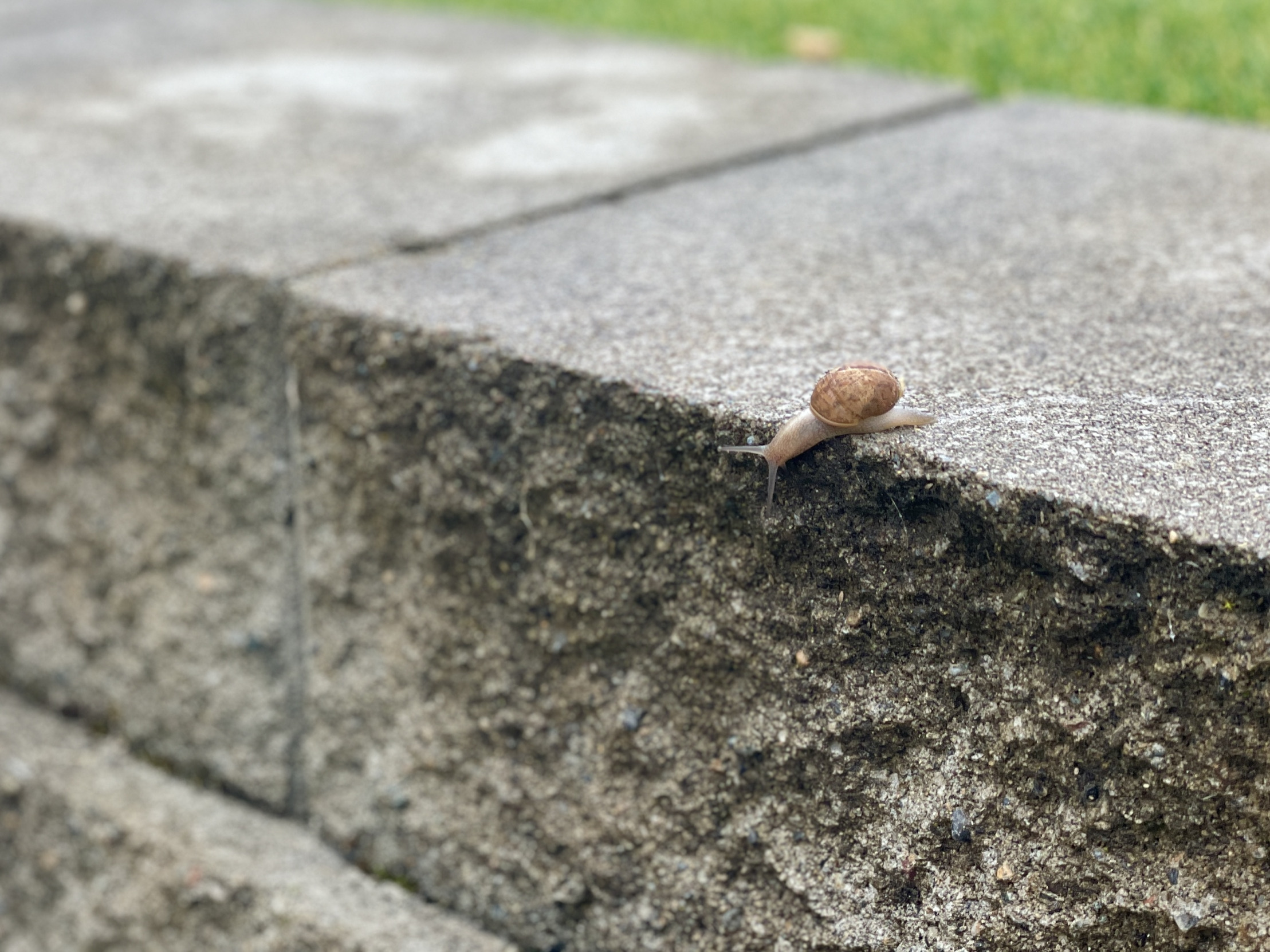 Snail on ledge Blank Meme Template