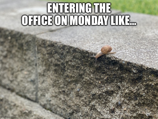 Snail on ledge | ENTERING THE OFFICE ON MONDAY LIKE… | image tagged in snail on ledge | made w/ Imgflip meme maker