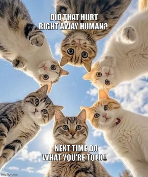 Slow your roll | image tagged in cats,cat,funny cats,funny meme,meme | made w/ Imgflip meme maker