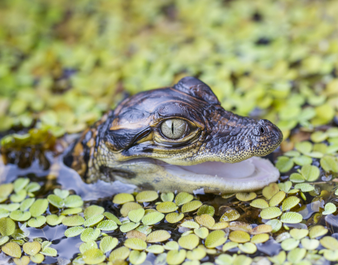 Baby Gator Blank Meme Template