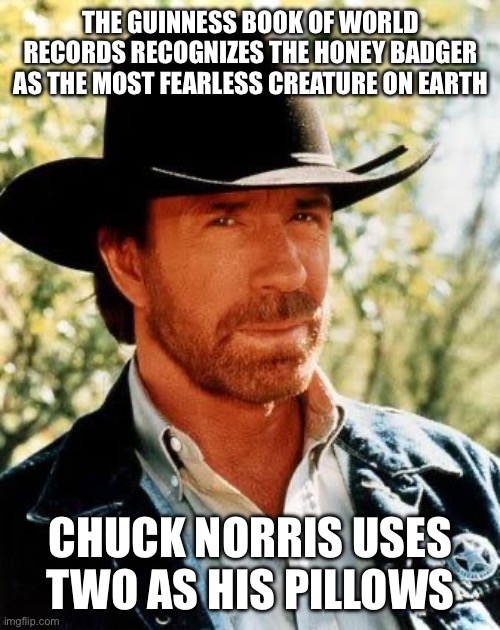 Chuck Norris | THE GUINNESS BOOK OF WORLD RECORDS RECOGNIZES THE HONEY BADGER AS THE MOST FEARLESS CREATURE ON EARTH; CHUCK NORRIS USES TWO AS HIS PILLOWS | image tagged in memes,chuck norris | made w/ Imgflip meme maker