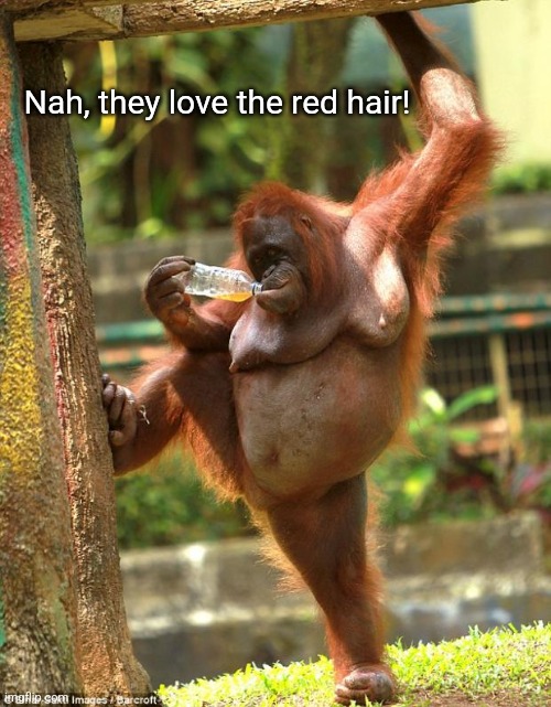 sexy orangutan | Nah, they love the red hair! | image tagged in sexy orangutan | made w/ Imgflip meme maker