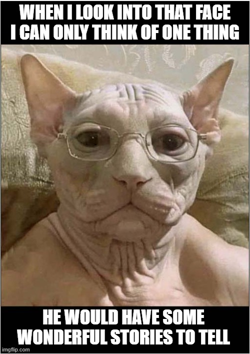 A Grandfather Cat ? | WHEN I LOOK INTO THAT FACE I CAN ONLY THINK OF ONE THING; HE WOULD HAVE SOME
WONDERFUL STORIES TO TELL | image tagged in cats,hairless,grandfather,stories | made w/ Imgflip meme maker