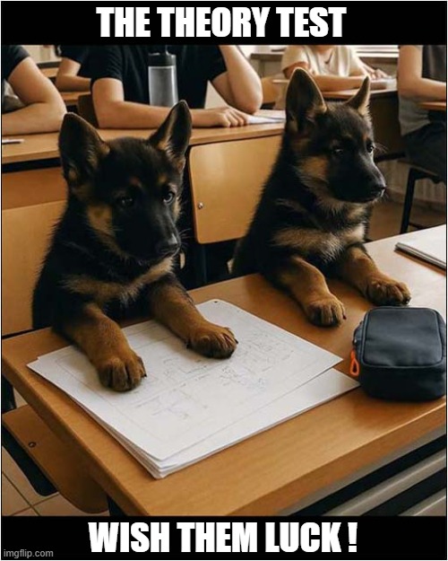 Police Dog Training | THE THEORY TEST; WISH THEM LUCK ! | image tagged in dogs,police dogs,german shepherds,tests | made w/ Imgflip meme maker