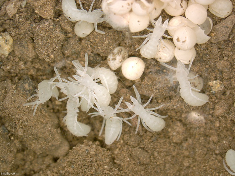 Baby camel spiders | made w/ Imgflip meme maker