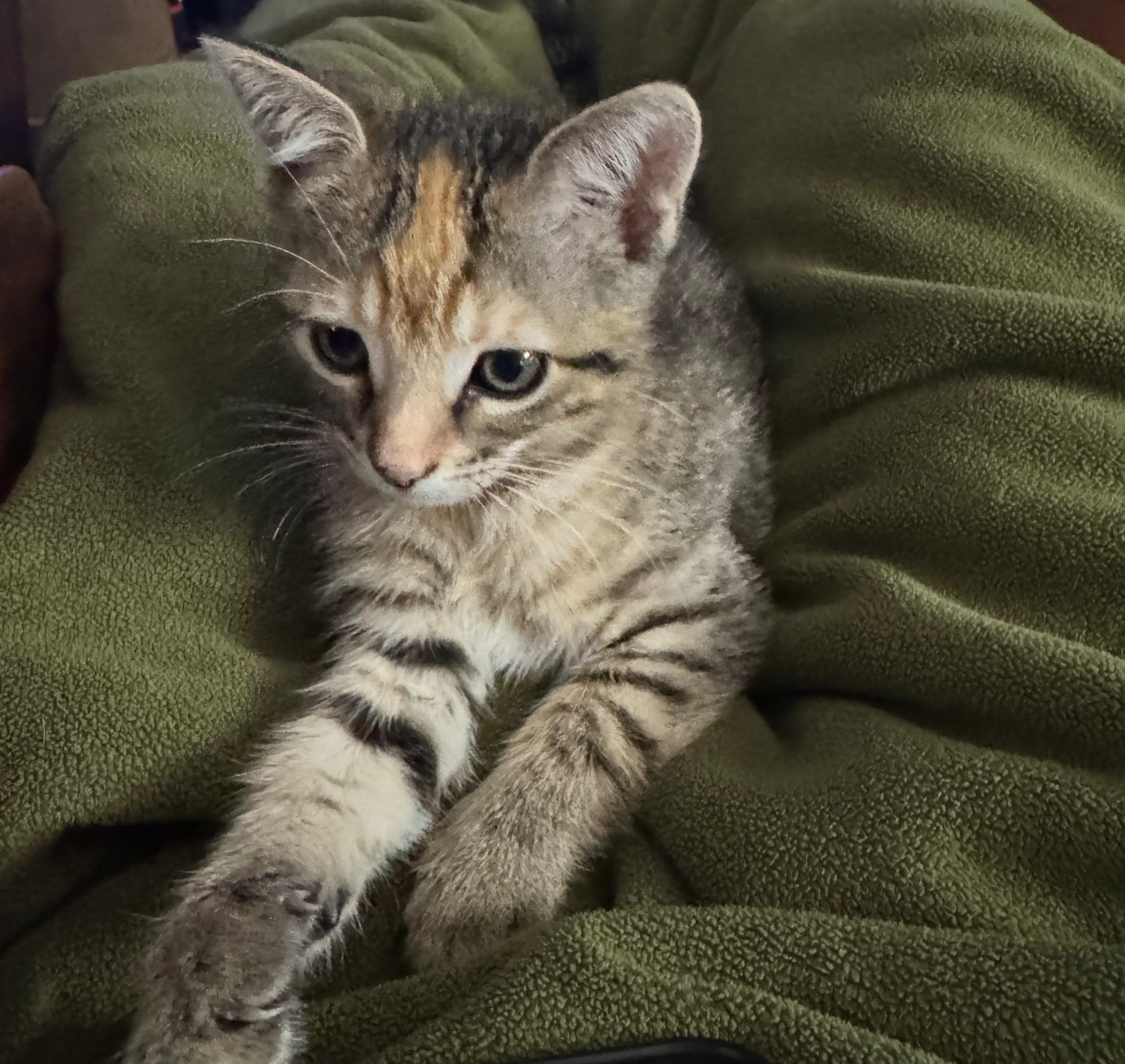 Baby Jane barn kitten Blank Meme Template