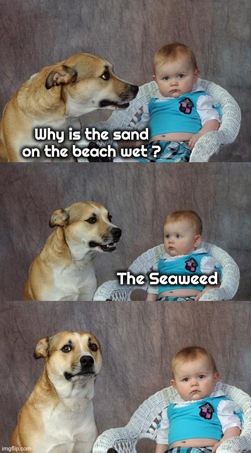 Dad Joke Dog Meme | Why is the sand on the beach wet ? The Seaweed | image tagged in memes,dad joke dog | made w/ Imgflip meme maker