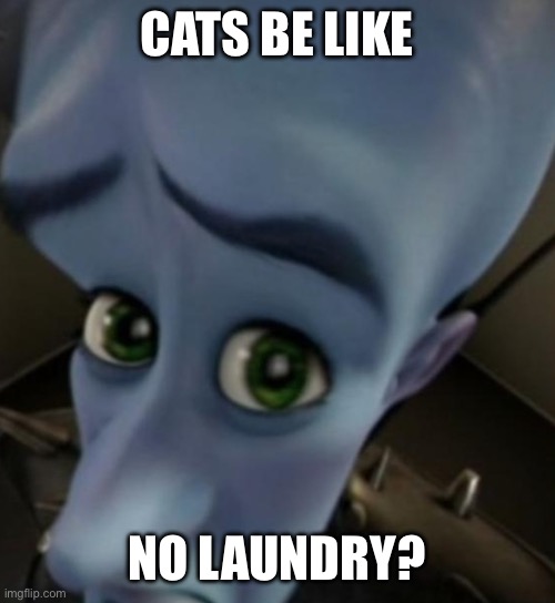 Megamind no bitches | CATS BE LIKE; NO LAUNDRY? | image tagged in megamind no bitches | made w/ Imgflip meme maker