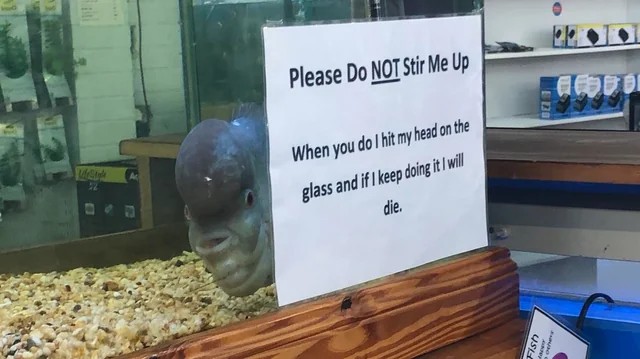 Mad fish Blank Meme Template