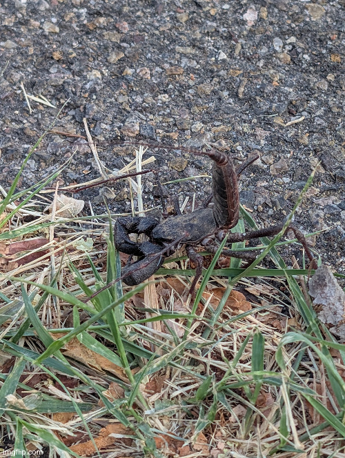 fckahh bug I found | image tagged in bug,idk | made w/ Imgflip meme maker