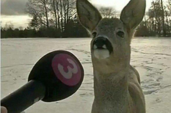 Llama Microphone Blank Meme Template